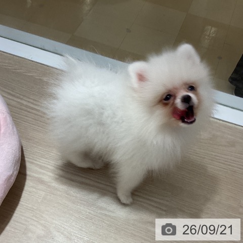 徳島県のポメラニアン (ペットプラス 徳島店/2026年7月12日生まれ/女の子/クリーム)の子犬の4枚目の画像