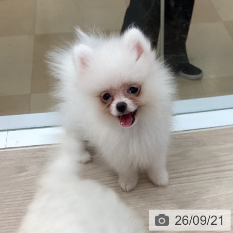 徳島県のポメラニアン (ペットプラス 徳島店/2026年7月12日生まれ/女の子/クリーム)の子犬の3枚目の画像