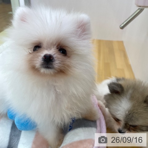 ポメラニアンの写真