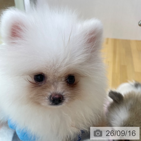 ポメラニアンの写真