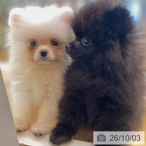 香川県のポメラニアン (ペットプラス 高松店/2026年7月12日生まれ/女の子/クリーム)の子犬の3枚目の画像