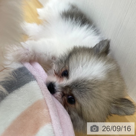ポメラニアンの写真