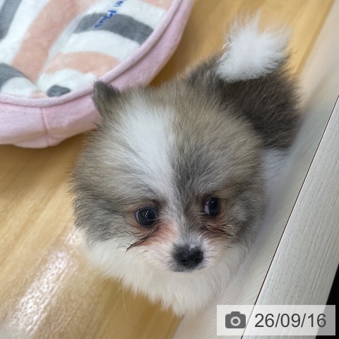 ポメラニアンの写真