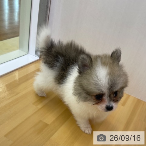 ポメラニアンの写真