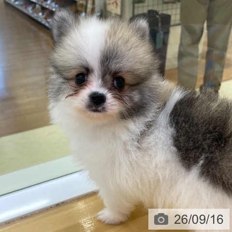 ポメラニアンの写真