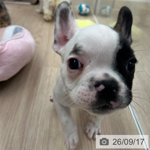フレンチ・ブルドッグの写真