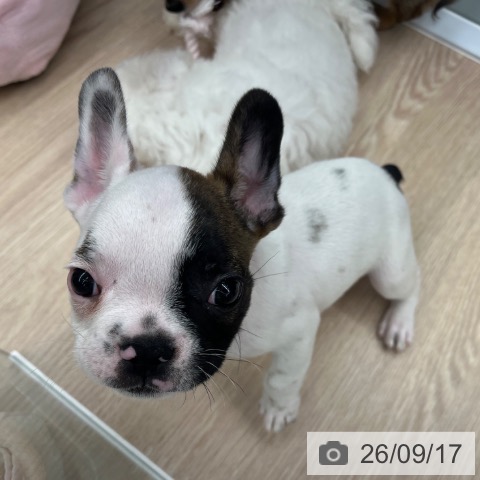 フレンチ・ブルドッグの写真