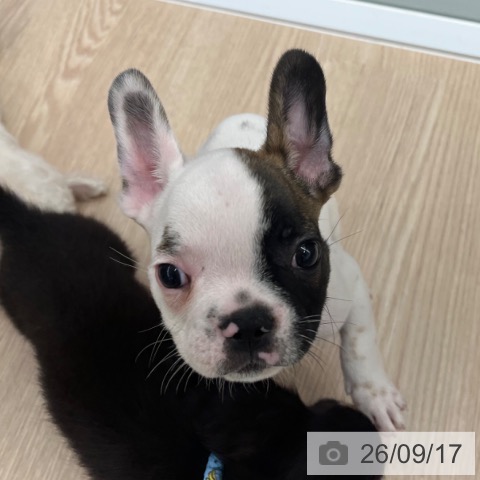 フレンチ・ブルドッグの写真