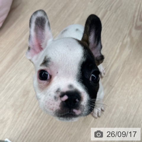 フレンチ・ブルドッグの写真
