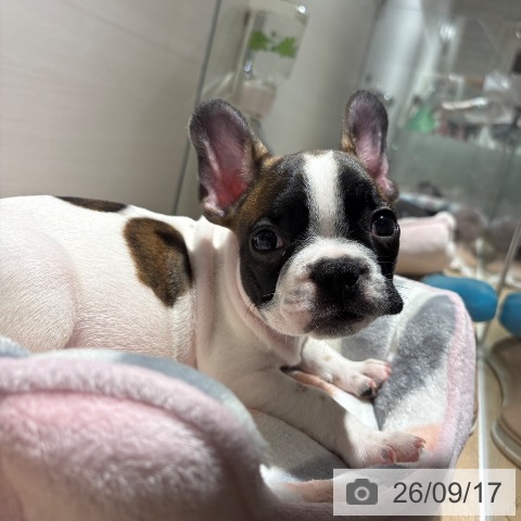 フレンチ・ブルドッグの写真