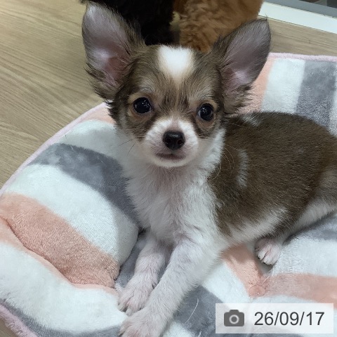 岡山県のチワワ(ロング) (ペットプラス 岡山店/2026年7月14日生まれ/男の子/ホワイトフォーン)の子犬の3枚目の画像