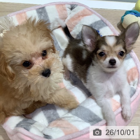 岡山県のチワワ(ロング) (ペットプラス 岡山店/2026年7月14日生まれ/男の子/ホワイトフォーン)の子犬の4枚目の画像