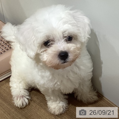 鳥取県のビションフリーゼ (ペッツワン 日吉津店/2026年7月17日生まれ/男の子/ホワイト)の子犬の4枚目の画像