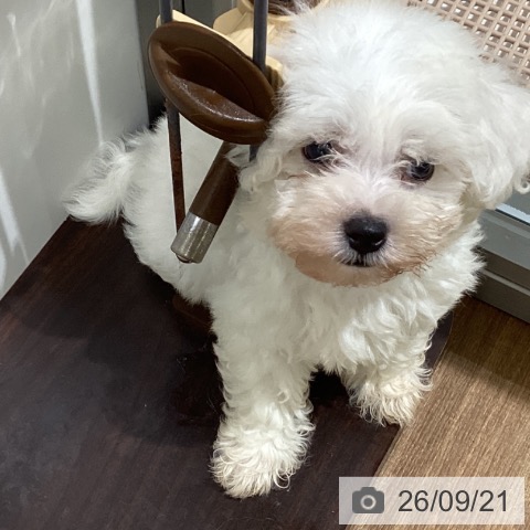 鳥取県のビションフリーゼ (ペッツワン 日吉津店/2026年7月17日生まれ/男の子/ホワイト)の子犬の3枚目の画像