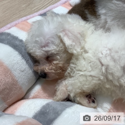 ビション・フリーゼの写真