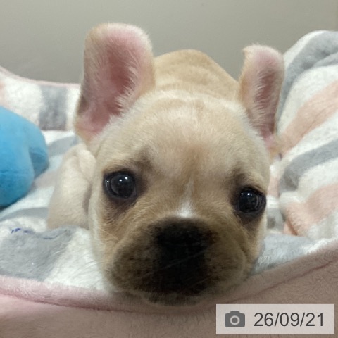 フレンチ・ブルドッグの写真
