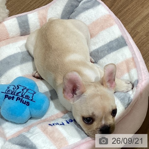 フレンチ・ブルドッグの写真