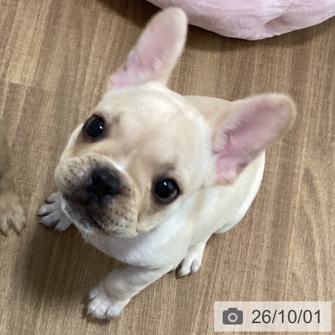 鳥取県のフレンチブルドッグ (ペッツワン 日吉津店/2026年7月19日生まれ/男の子/クリーム)の子犬の4枚目の画像