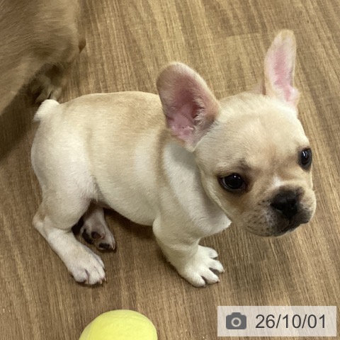 鳥取県のフレンチブルドッグ (ペッツワン 日吉津店/2026年7月19日生まれ/男の子/クリーム)の子犬の3枚目の画像
