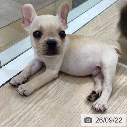 岡山県のフレンチブルドッグ (ペットプラス 岡山店/2026年7月19日生まれ/男の子/クリーム)の子犬の4枚目の画像