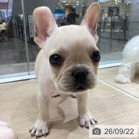 岡山県のフレンチブルドッグ (ペットプラス 岡山店/2026年7月19日生まれ/男の子/クリーム)の子犬の3枚目の画像