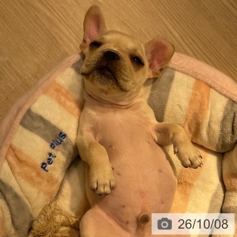 岡山県のフレンチブルドッグ (ペットプラス 岡山店/2026年7月19日生まれ/男の子/クリーム)の子犬の3枚目の画像