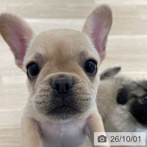 愛媛県のフレンチブルドッグ (ペットプラス 新居浜店/2026年7月19日生まれ/女の子/クリーム)の子犬の3枚目の画像
