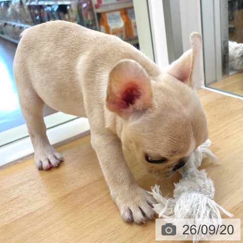 フレンチ・ブルドッグの写真