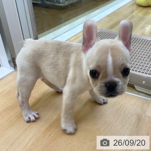 フレンチ・ブルドッグの写真