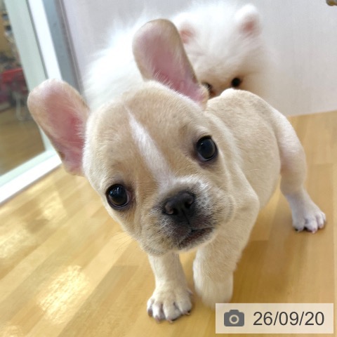 フレンチ・ブルドッグの写真