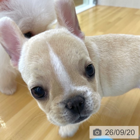 フレンチ・ブルドッグの写真