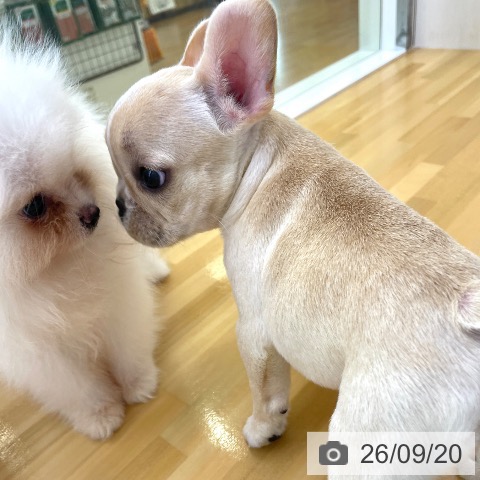 フレンチ・ブルドッグの写真