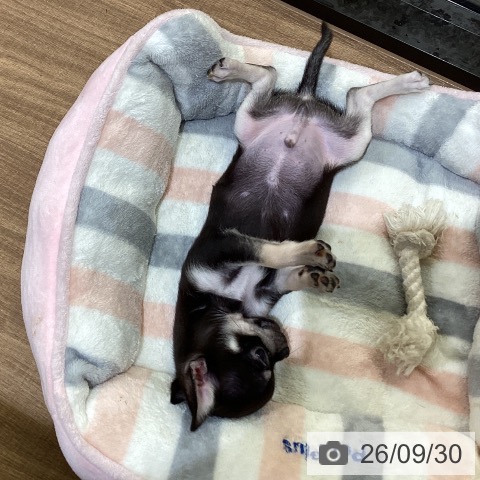 鳥取県のチワワ(ロング) (ペッツワン 日吉津店/2026年7月18日生まれ/男の子/ブラックタンホワイト)の子犬の4枚目の画像