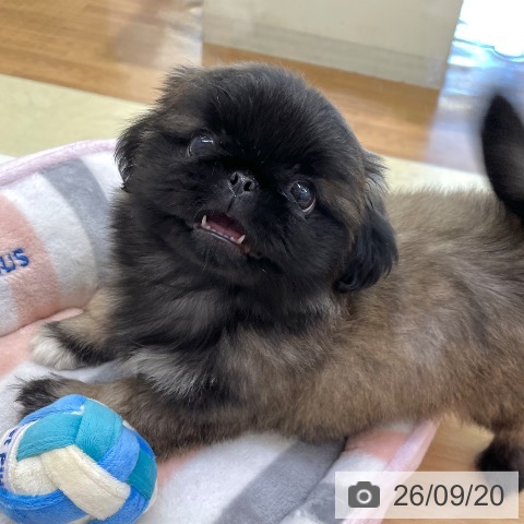 ペキニーズの写真