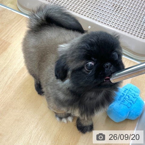 ペキニーズの写真