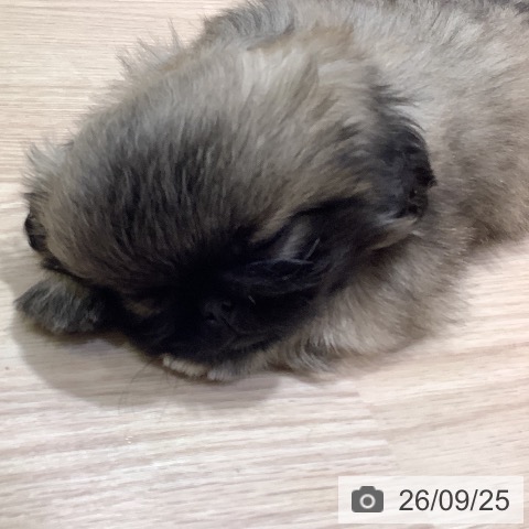 岡山県のペキニーズ (ペットプラス 岡山店/2026年7月22日生まれ/女の子/フォーン)の子犬の4枚目の画像