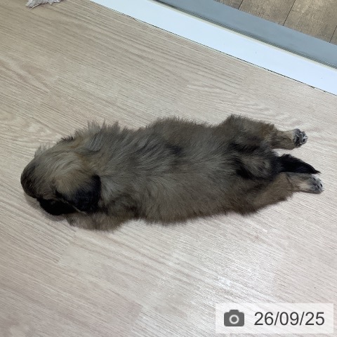 岡山県のペキニーズ (ペットプラス 岡山店/2026年7月22日生まれ/女の子/フォーン)の子犬の3枚目の画像