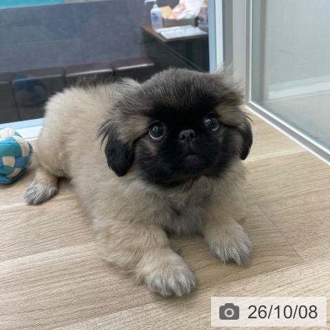 愛媛県のペキニーズ (ペットプラス 新居浜店/2026年7月22日生まれ/女の子/フォーン)の子犬の4枚目の画像
