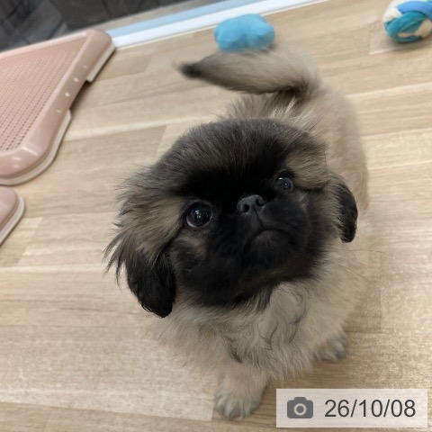 愛媛県のペキニーズ (ペットプラス 新居浜店/2026年7月22日生まれ/女の子/フォーン)の子犬の3枚目の画像