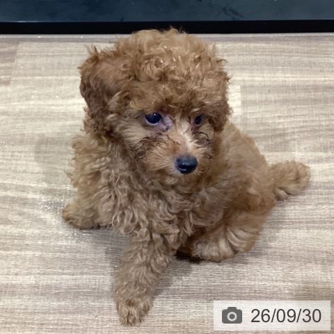 鳥取県のトイプードル(トイ) (ペッツワン 日吉津店/2026年7月24日生まれ/男の子/レッド)の子犬の4枚目の画像