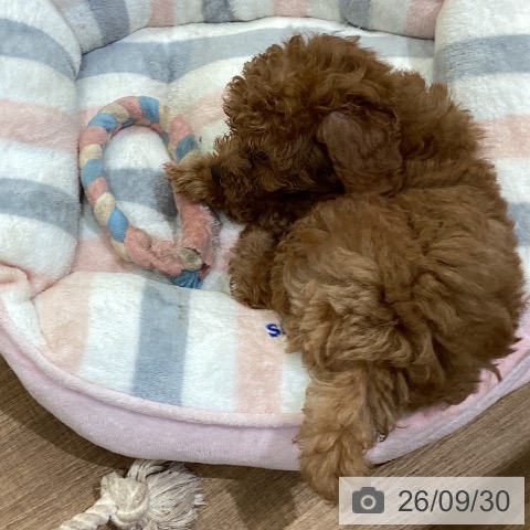 鳥取県のトイプードル(トイ) (ペッツワン 日吉津店/2026年7月24日生まれ/男の子/レッド)の子犬の3枚目の画像