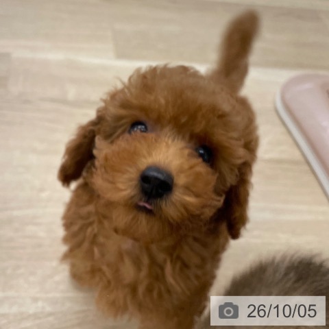 愛媛県のトイプードル(トイ) (ペットプラス 新居浜店/2026年7月24日生まれ/女の子/レッド)の子犬の4枚目の画像