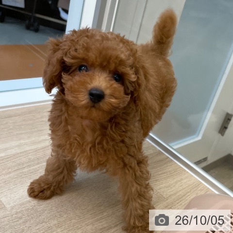 愛媛県のトイプードル(トイ) (ペットプラス 新居浜店/2026年7月24日生まれ/女の子/レッド)の子犬の3枚目の画像