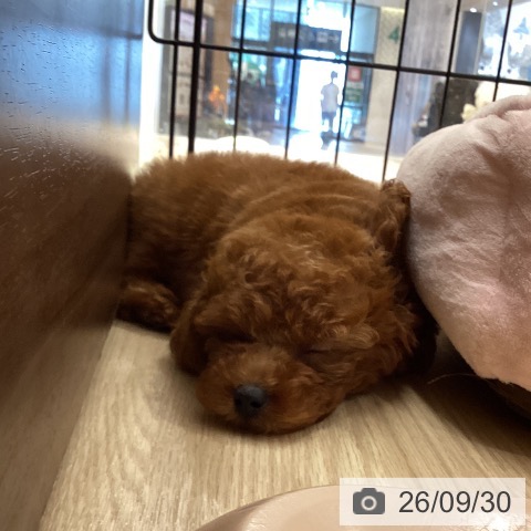 徳島県のトイプードル(トイ) (ペットプラス 徳島店/2026年7月16日生まれ/女の子/レッドフォーン)の子犬の4枚目の画像