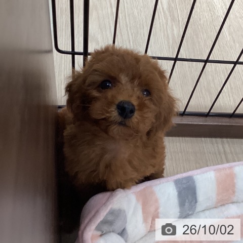 徳島県のトイプードル(トイ) (ペットプラス 徳島店/2026年7月24日生まれ/男の子/レッド)の子犬の3枚目の画像
