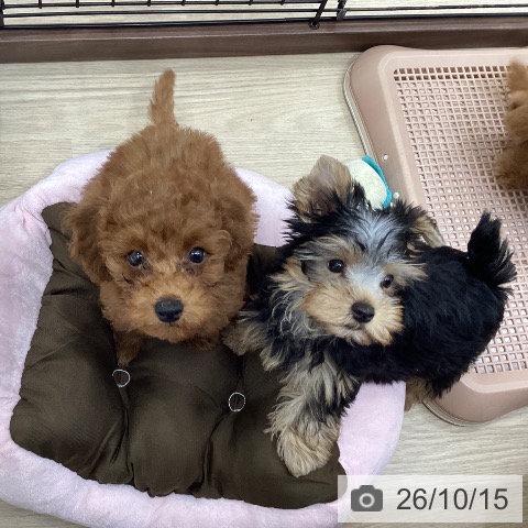 徳島県のトイプードル(トイ) (ペットプラス 徳島店/2026年7月24日生まれ/男の子/レッド)の子犬の3枚目の画像
