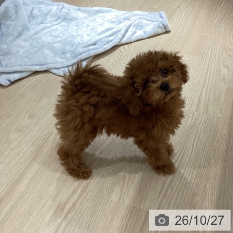 徳島県のトイプードル(トイ) (ペットプラス 徳島店/2026年7月24日生まれ/男の子/レッド)の子犬の3枚目の画像