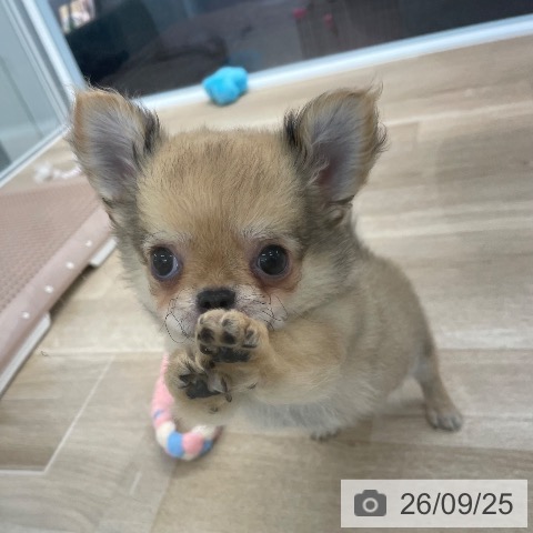 愛媛県のチワワ(ロング) (ペットプラス 新居浜店/2026年7月19日生まれ/男の子/フォーン)の子犬の4枚目の画像