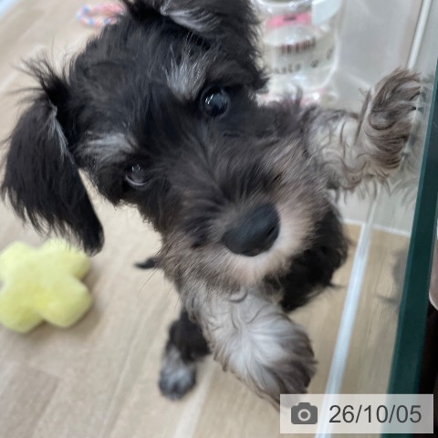 愛媛県のミニチュアシュナウザー (ペットプラス 新居浜店/2026年7月21日生まれ/男の子/ブラックシルバー)の子犬の4枚目の画像
