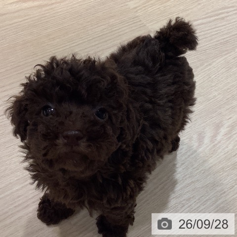 岡山県のトイプードル(トイ) (ペットプラス 岡山店/2026年7月22日生まれ/男の子/ブラウン)の子犬の4枚目の画像